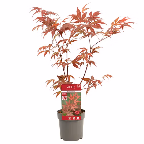 Acer/Japansk Lönn - Atropurpureum