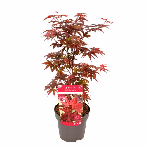 Acer/Japansk Lönn - Little Red
