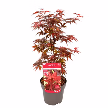 Acer/Japansk Lönn - Little Red