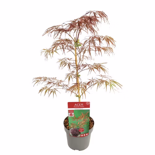 Acer/Japansk Lönn - Crimson Quenn