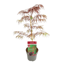 Acer/Japansk Lönn - Crimson Quenn