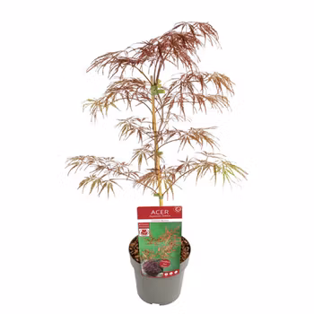 Acer/Japansk Lönn - Crimson Quenn