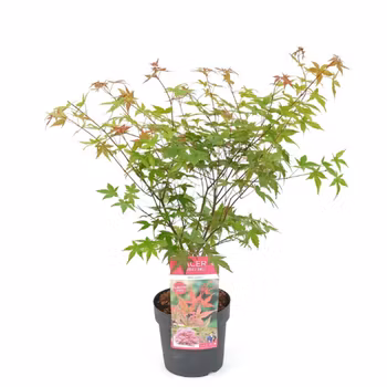 Acer/Japansk Lönn - Beni-Maiko