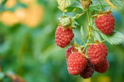 Hallon/Rubus Idaeus - Twotimer Suguna Red