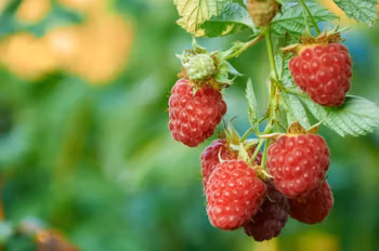 Hallon/Rubus Idaeus - Twotimer Suguna Red