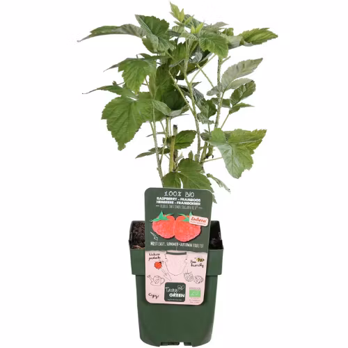 Hallon/Rubus Idaeus - Twotimer Suguna Red