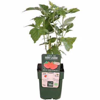 Hallon/Rubus Idaeus - Twotimer Suguna Red