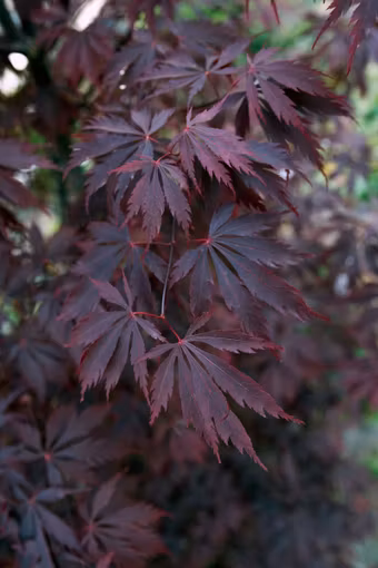 Acer/Japansk Lönn - Black Lace