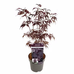 Acer/Japansk Lönn - Black Lace