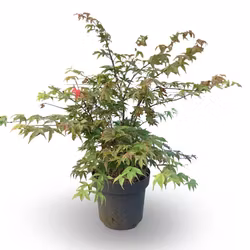 Acer/Japansk Lönn - Ôsakazuki