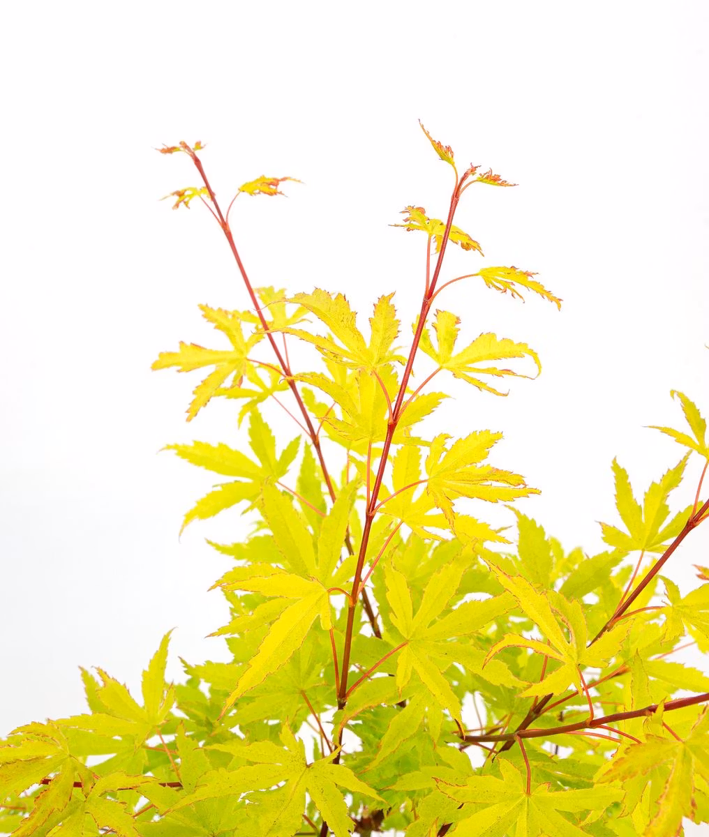 Acer/Japansk Lönn - Anne-Irene