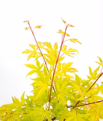 Acer/Japansk Lönn - Anne-Irene