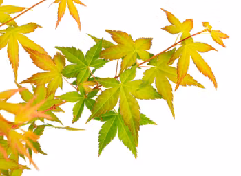 Acer/Japansk Lönn - Bi-hoo