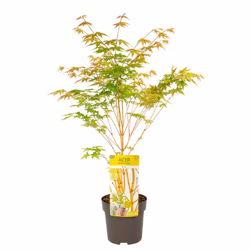 Acer/Japansk Lönn - Bi-hoo