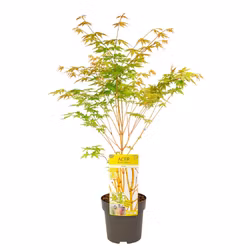 Acer/Japansk Lönn - Bi-hoo