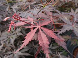 Acer/Japansk Lönn - Sumi-nagashi