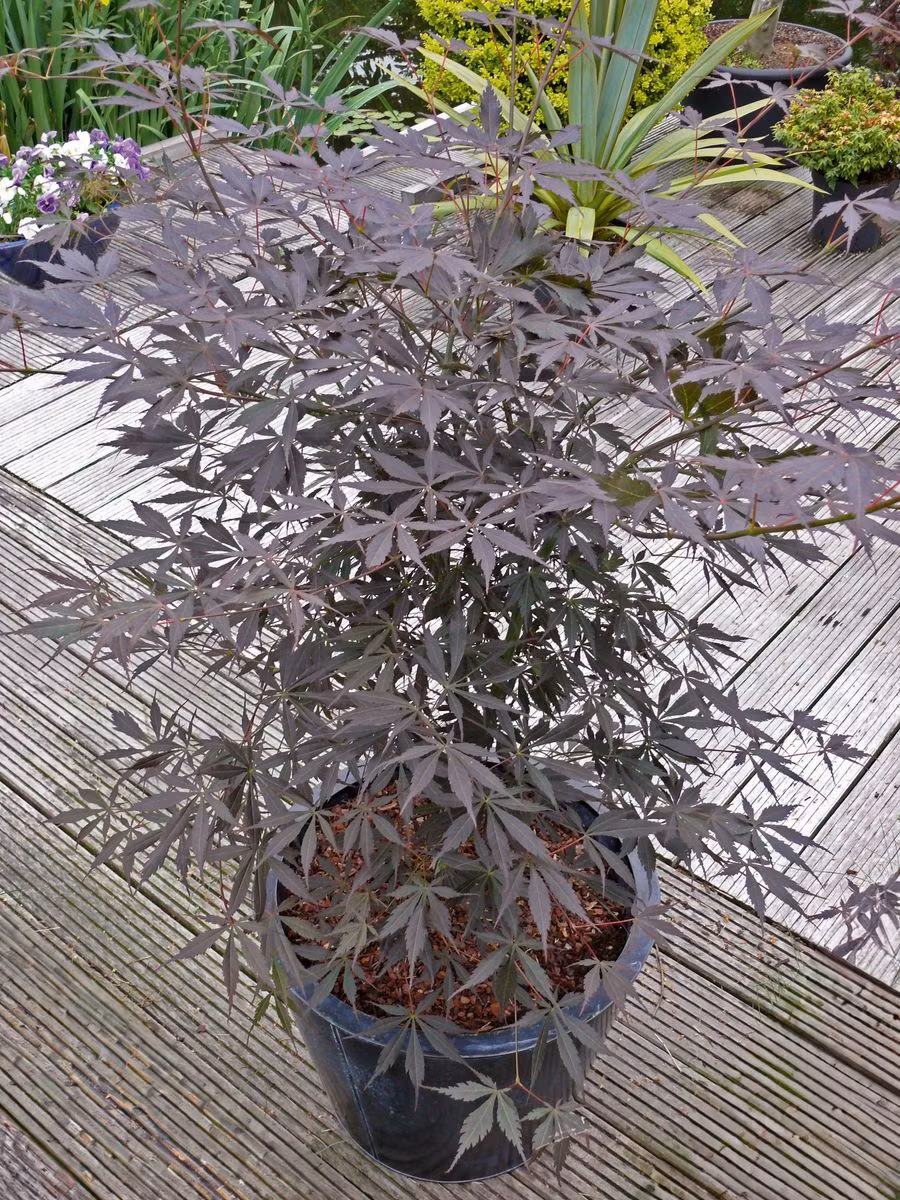 Acer/Japansk Lönn - Sumi-nagashi
