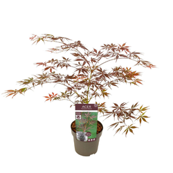 Acer/Japansk Lönn - Sumi-nagashi