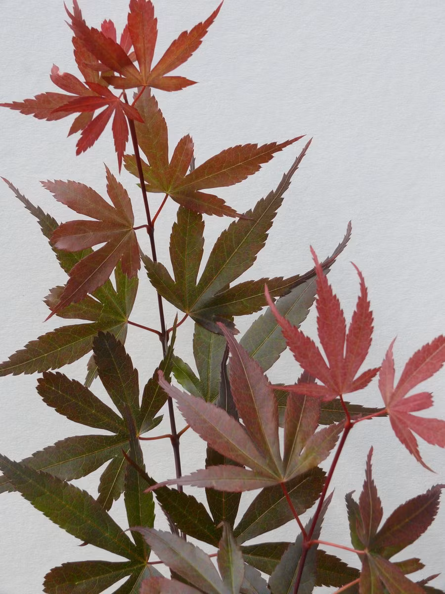 Acer/Japansk Lönn - Skeeters Broom