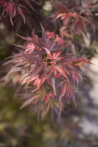 Acer/Japansk Lönn - Skeeters Broom