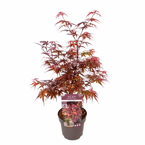 Acer/Japansk Lönn - Skeeters Broom