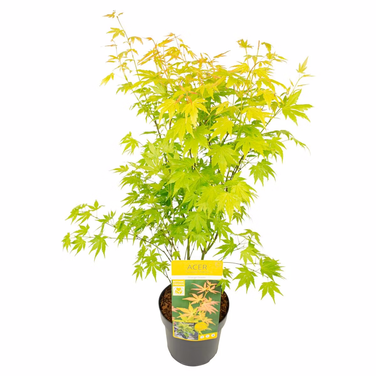 Acer/Japansk Lönn - Orange Dream