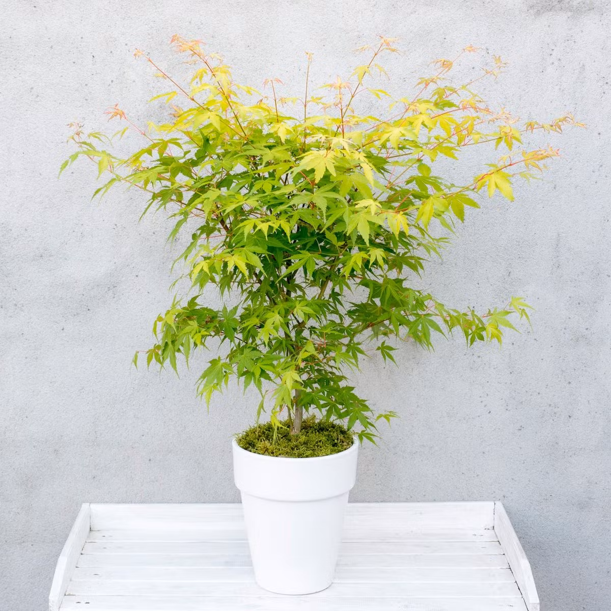 Acer/Japansk Lönn - Orange Dream
