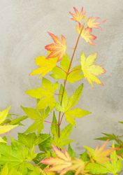 Acer/Japansk Lönn - Orange Dream