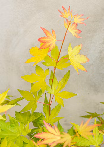 Acer/Japansk Lönn - Orange Dream