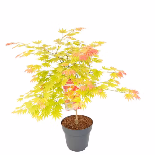 Acer/Japansk Lönn - Moonrise