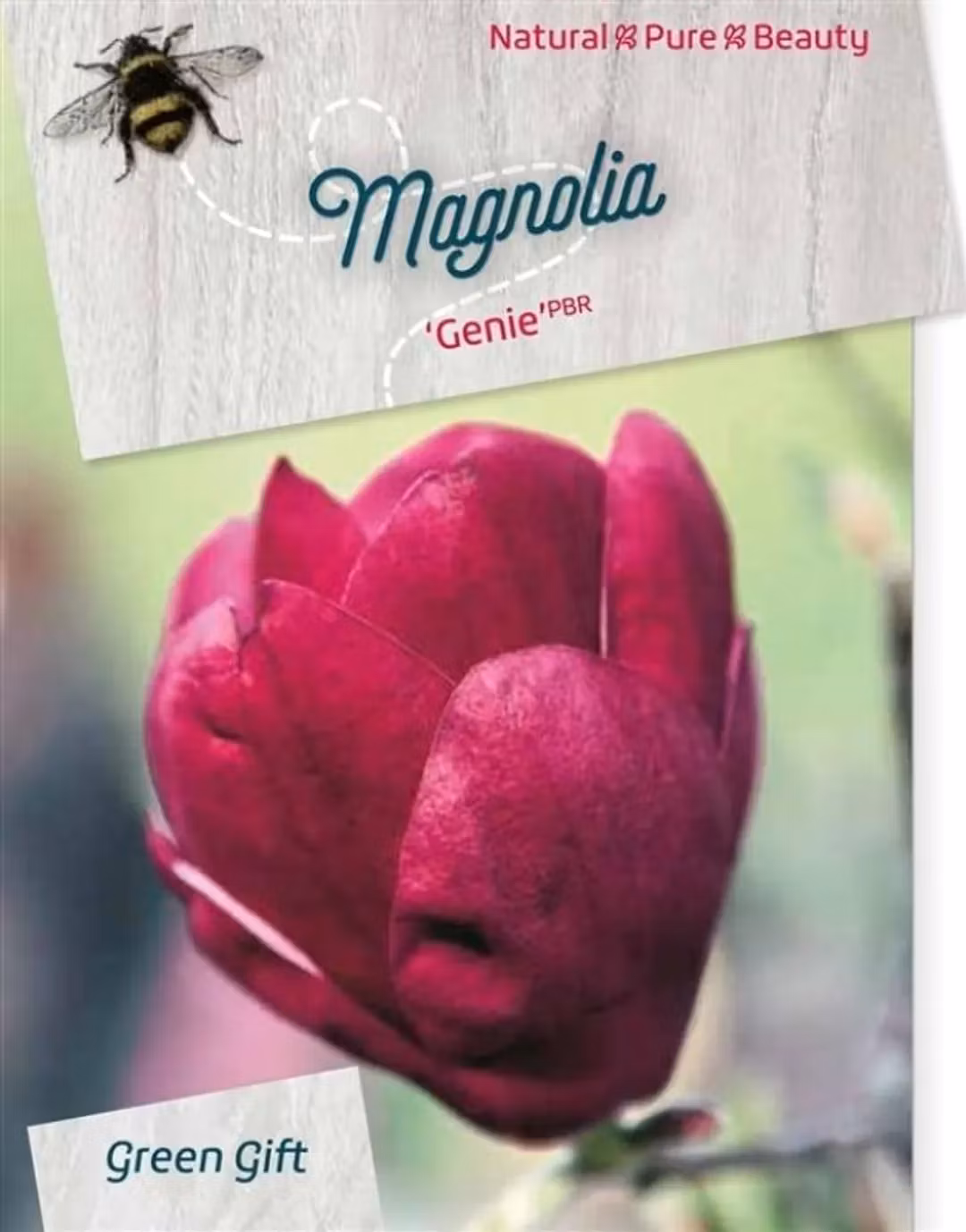 Magnolia - Genie