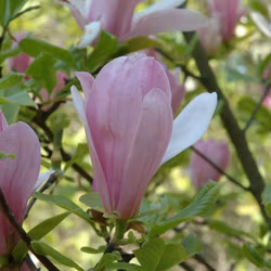 Magnolia - George Henry Kern