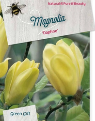 Magnolia - Daphne