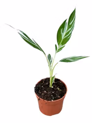 Banan Planta/Musa - Florida Variegata