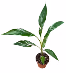 Banan Planta/Musa - Nono