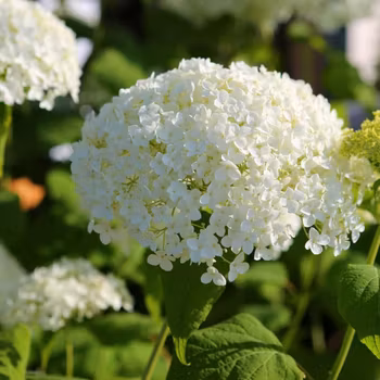 Hydrangea Arborescens/Vidjehortensia - Strong Annabelle Incrediball