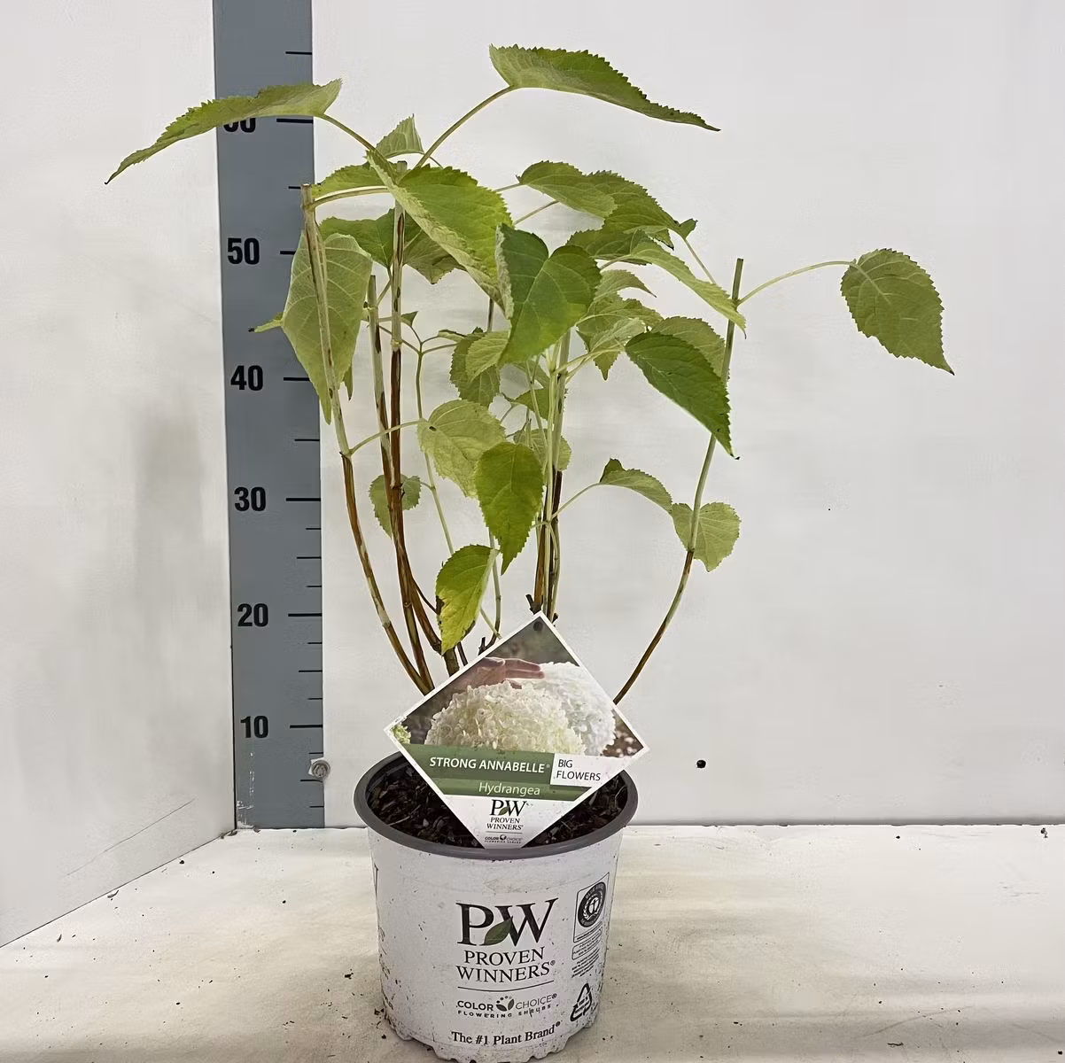 Hydrangea Arborescens/Vidjehortensia - Strong Annabelle Incrediball