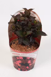 Hydrangea Serrata/Purpurhortensia - Daredevil