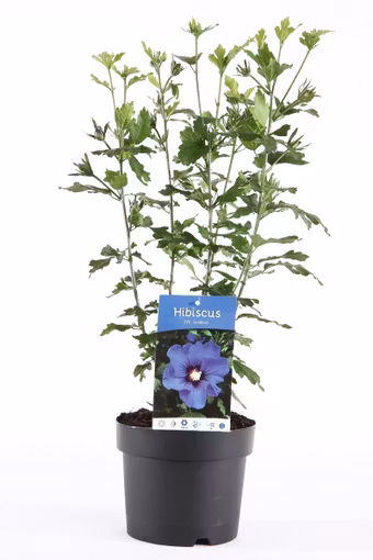 Hibiscus Syriacus/Frilandshibiskus - Marina