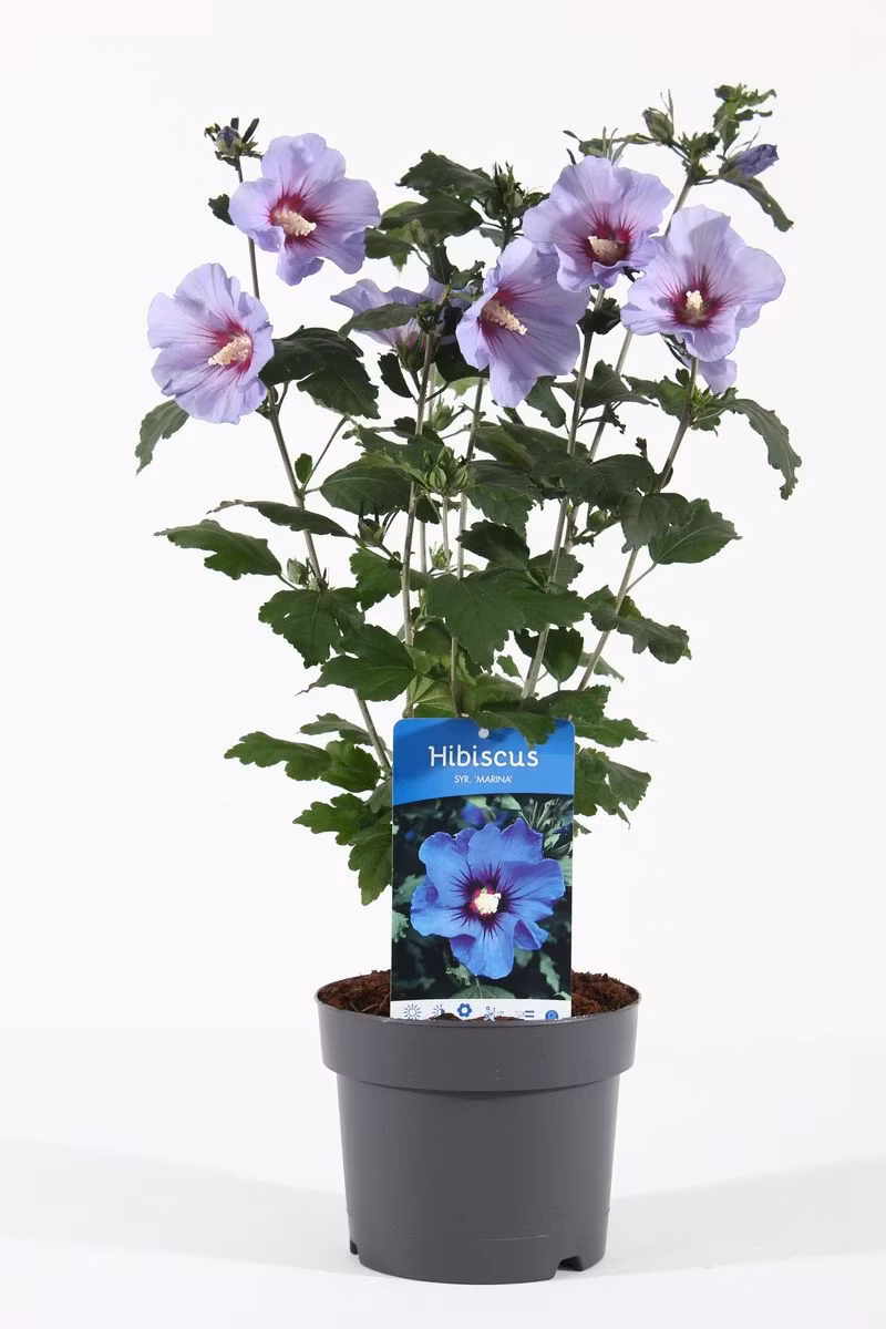Hibiscus Syriacus/Frilandshibiskus - Marina