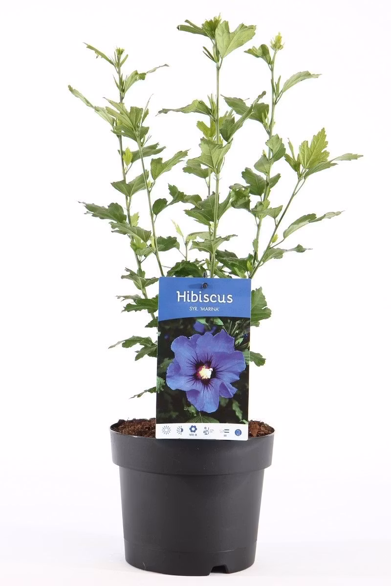Hibiscus Syriacus/Frilandshibiskus - Marina