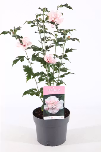 Hibiscus Syriacus/Frilandshibiskus - Lady Stanley