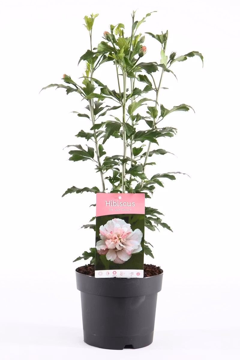 Hibiscus Syriacus/Frilandshibiskus - Lady Stanley