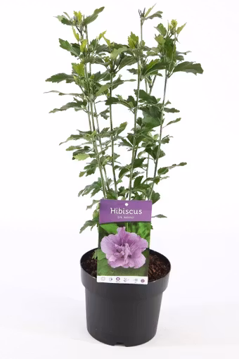 Hibiscus Syriacus/Frilandshibiskus - Ardens