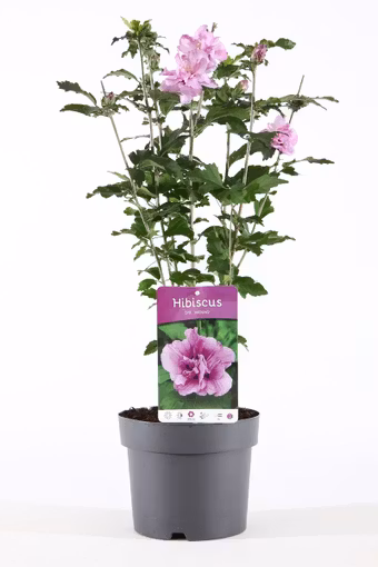 Hibiscus Syriacus/Frilandshibiskus - Ardens