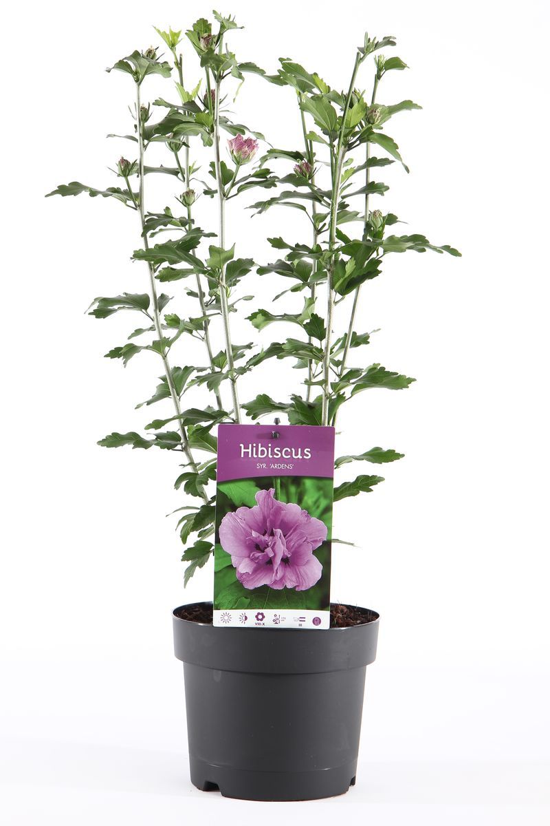 Hibiscus Syriacus/Frilandshibiskus - Ardens