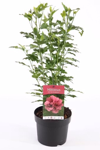 Hibiscus Syriacus/Frilandshibiskus - Duc De Brabant