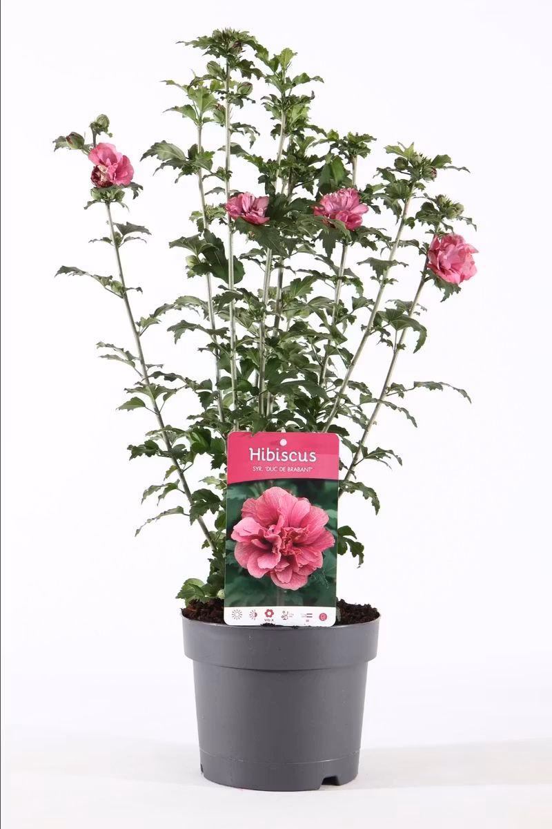 Hibiscus Syriacus/Frilandshibiskus - Duc De Brabant