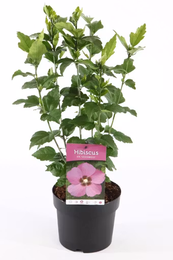 Hibiscus Syriacus/Frilandshibiskus - Woodbridge