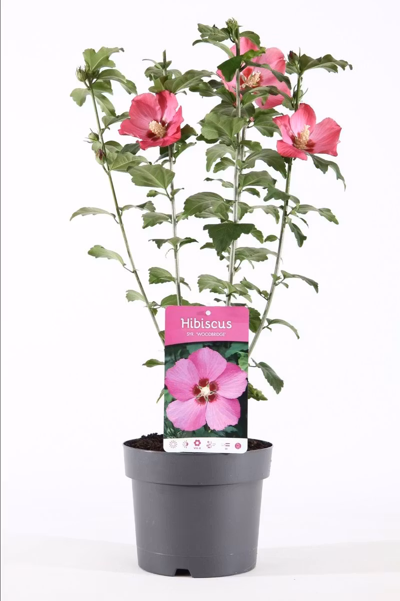 Hibiscus Syriacus/Frilandshibiskus - Woodbridge